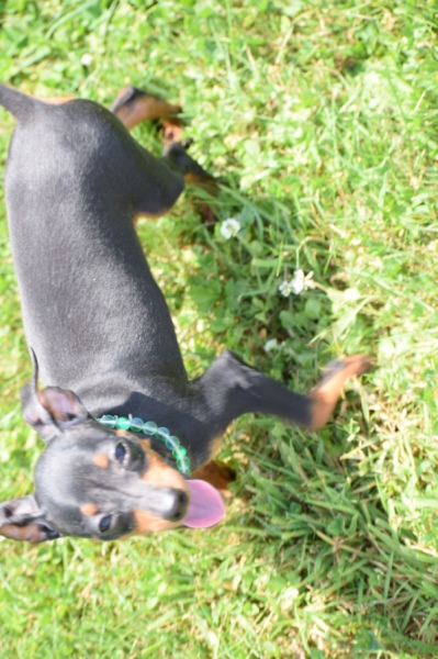 Pinscher (reu) 29168