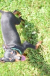 Pinscher (reu) 29168