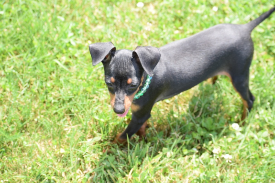 Pinscher (reu) 29168