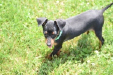 Pinscher (reu) 29168