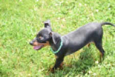Pinscher (reu) 29168
