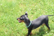 Pinscher (reu) 29168
