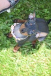 Pinscher (teef) 29170