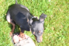 Pinscher (teef) 29170