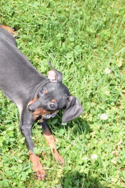 Pinscher (teef) 29170