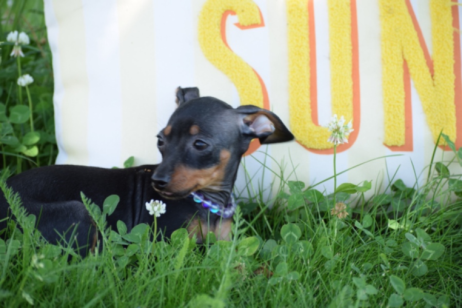 Pinscher (reu) 29165