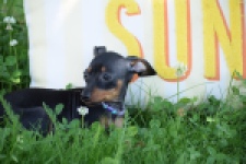 Pinscher (reu) 29165