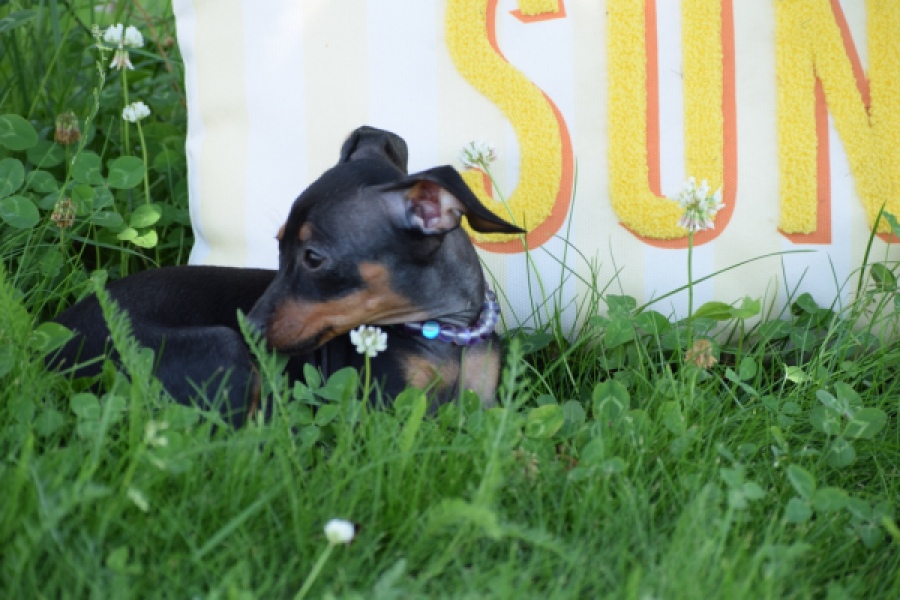 Pinscher (reu) 29165