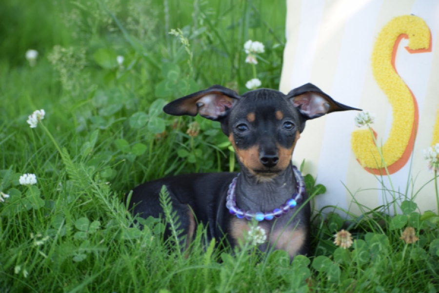 Pinscher (reu) 29165