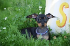 Pinscher (reu) 29165