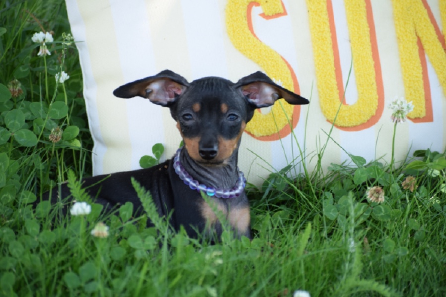 Pinscher (reu) 29165