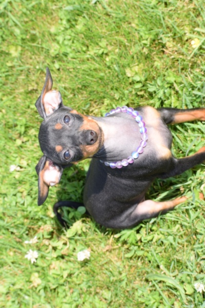 Pinscher (reu) 29165