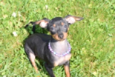 Pinscher (reu) 29165