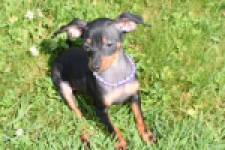 Pinscher (reu) 29165