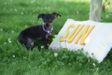 Pinscher (teef) 29171