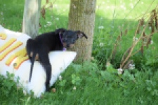 Pinscher (teef) 29171