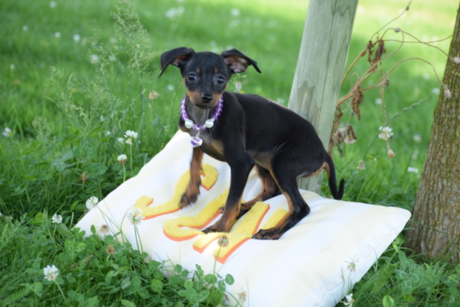Pinscher (teef) 29171