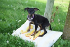 Pinscher (teef) 29171