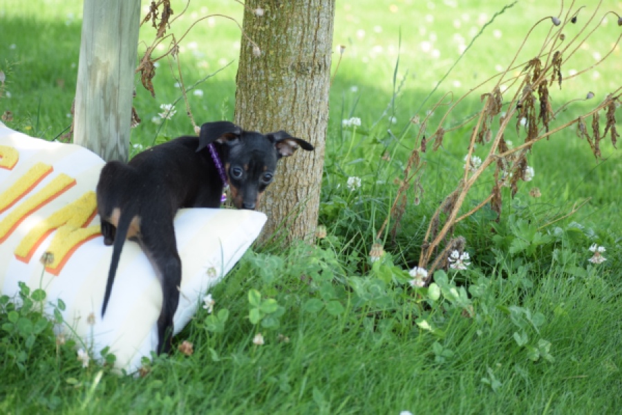 Pinscher (teef) 29171