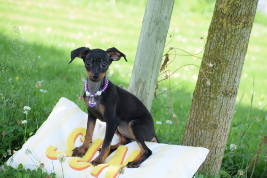 Pinscher (teef) 29171