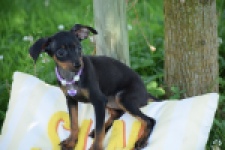 Pinscher (teef) 29171