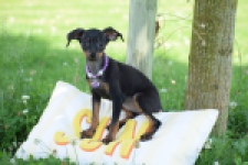 Pinscher (teef) 29171