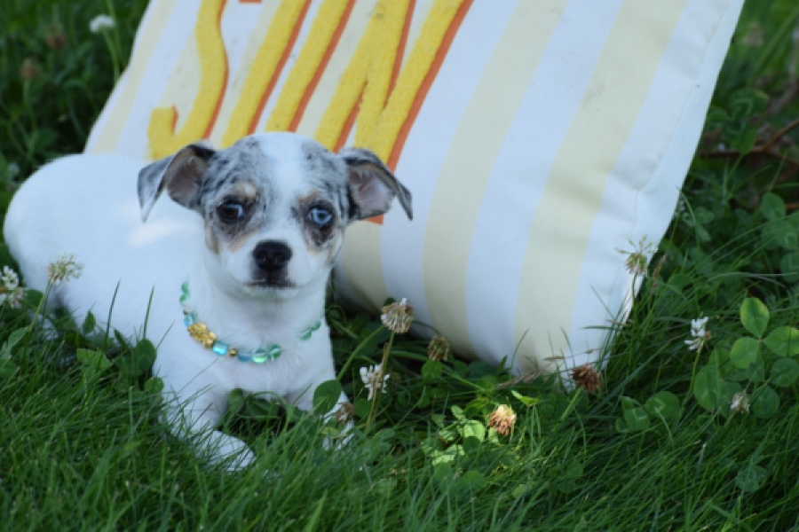 Chihuahua (reu) 65080