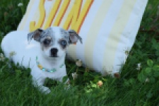 Chihuahua (reu) 65080