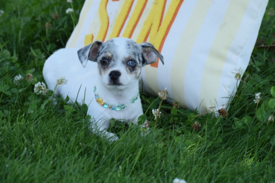 Chihuahua (reu) 65080