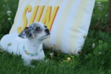 Chihuahua (reu) 65080