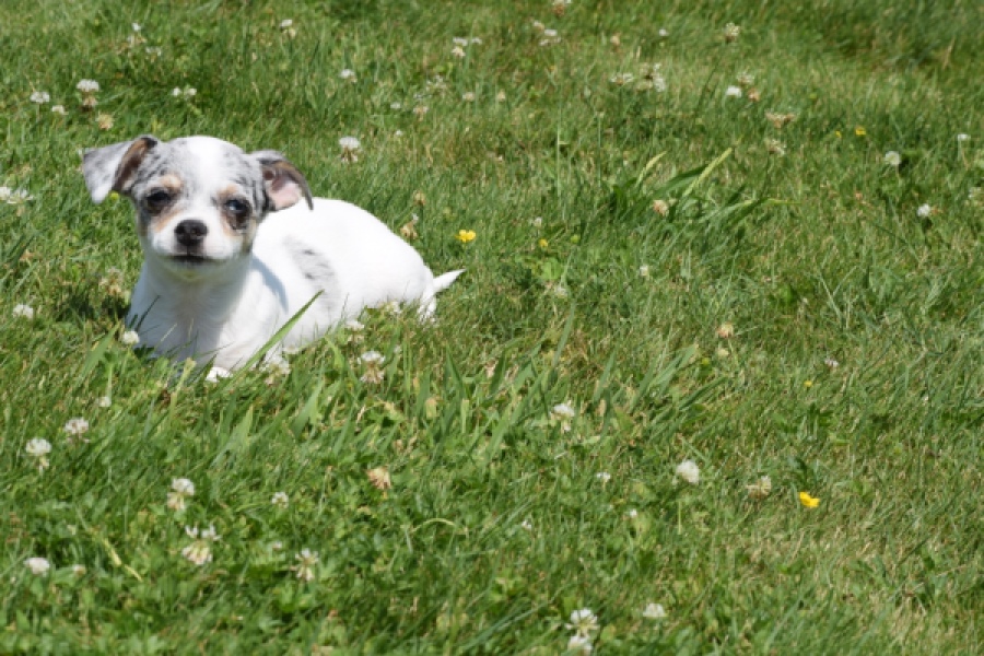 Chihuahua (reu) 65080