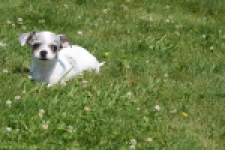 Chihuahua (reu) 65080