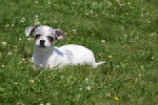 Chihuahua (reu) 65080
