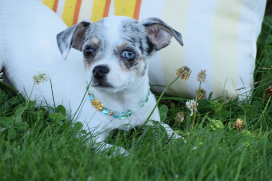 Chihuahua (reu) 65080