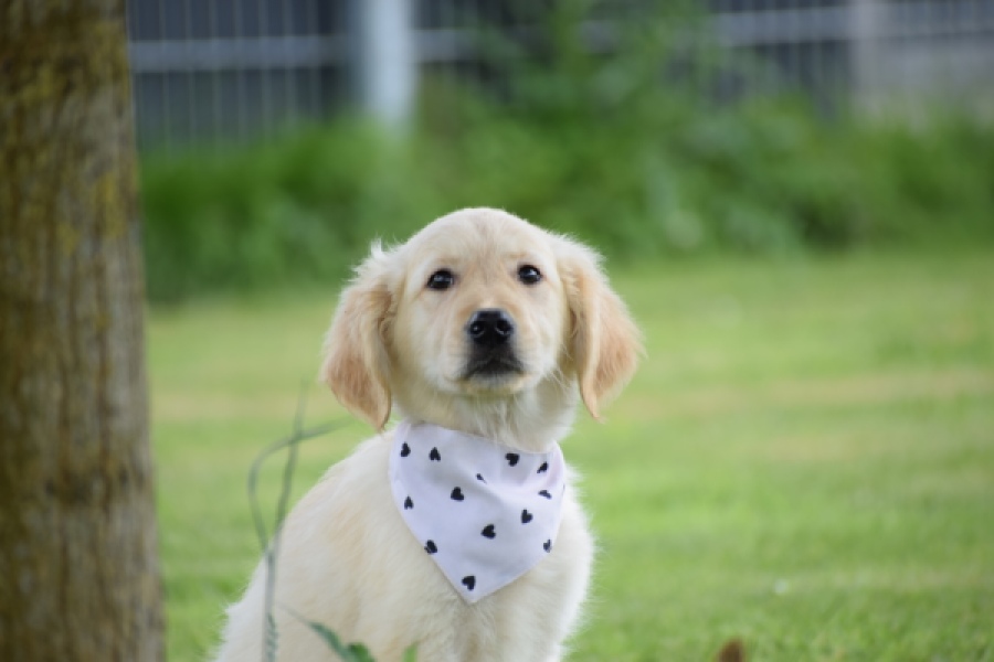 Retriever Golden (reu) 59673