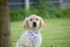 Retriever Golden (reu) 59673