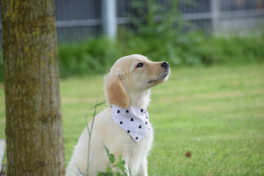 Retriever Golden (reu) 59673