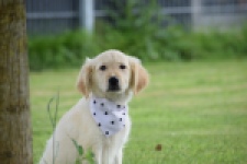 Retriever Golden (reu) 59673