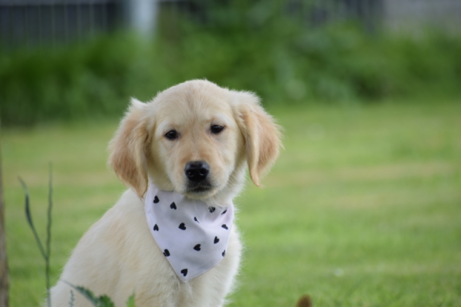 Retriever Golden (reu) 59673