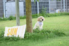 Retriever Golden (reu) 59673
