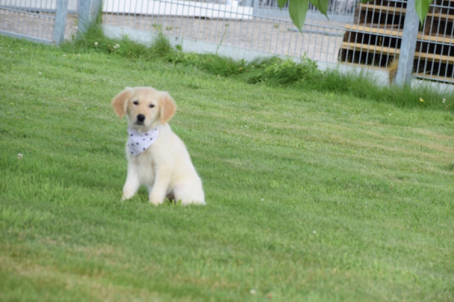 Retriever Golden (reu) 59673