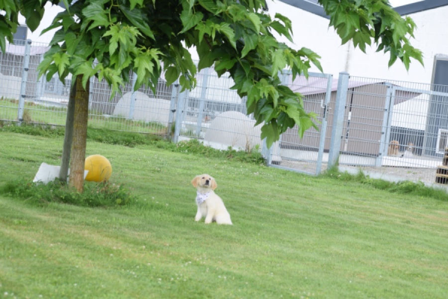 Retriever Golden (reu) 59673