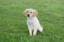Retriever Golden (reu) 59673