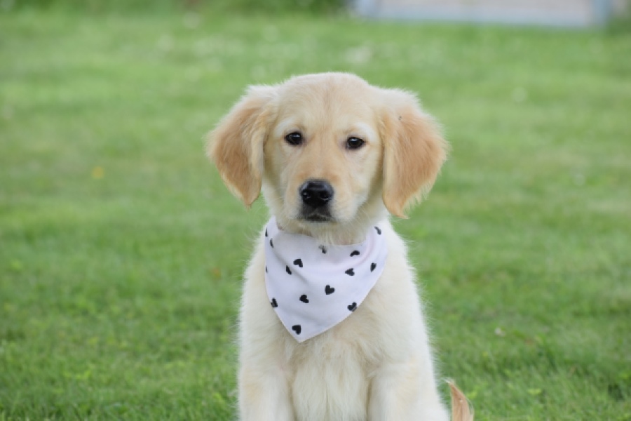 Retriever Golden (reu) 59673