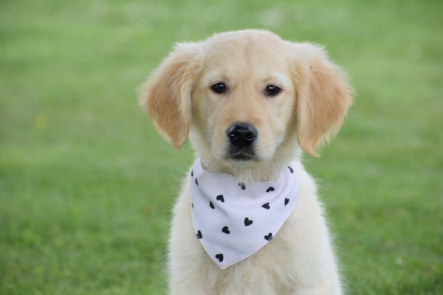 Retriever Golden (reu) 59673