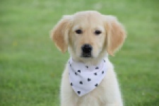 Retriever Golden (reu) 59673