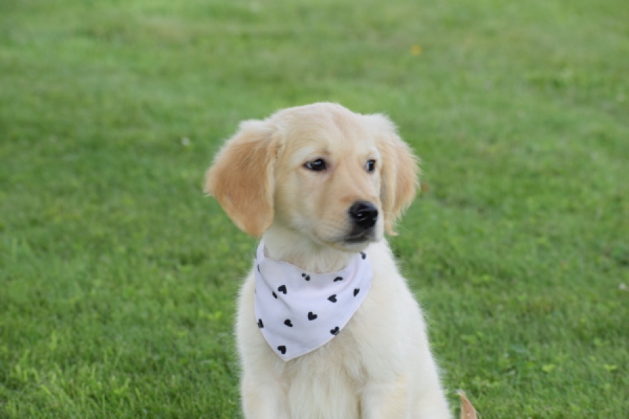 Retriever Golden (reu) 59673