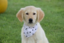 Retriever Golden (reu) 59673