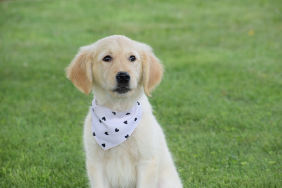 Retriever Golden (reu) 59673