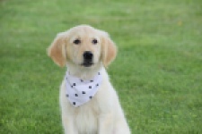Retriever Golden (reu) 59673
